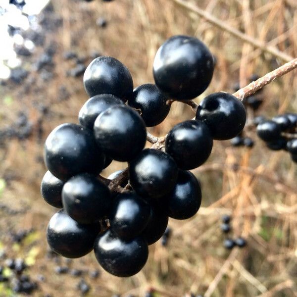 Ligustrum vulgare Plod