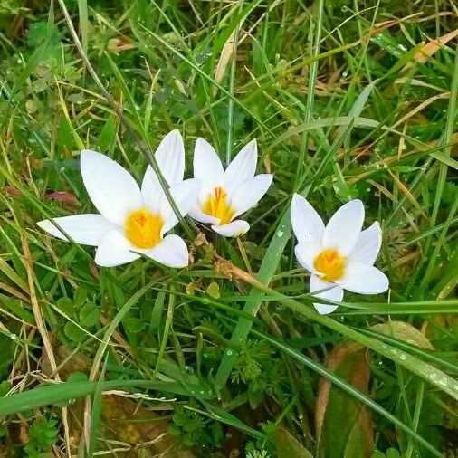 Crocus versicolor Flower