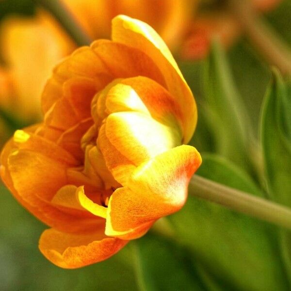 Tulipa gesneriana Flower