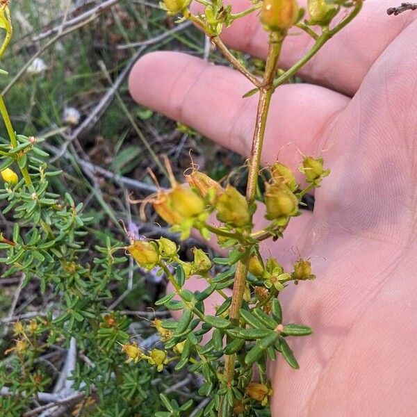 Hypericum empetrifolium Fruit