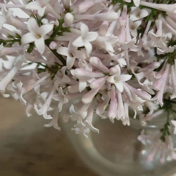 Syringa villosa Flower