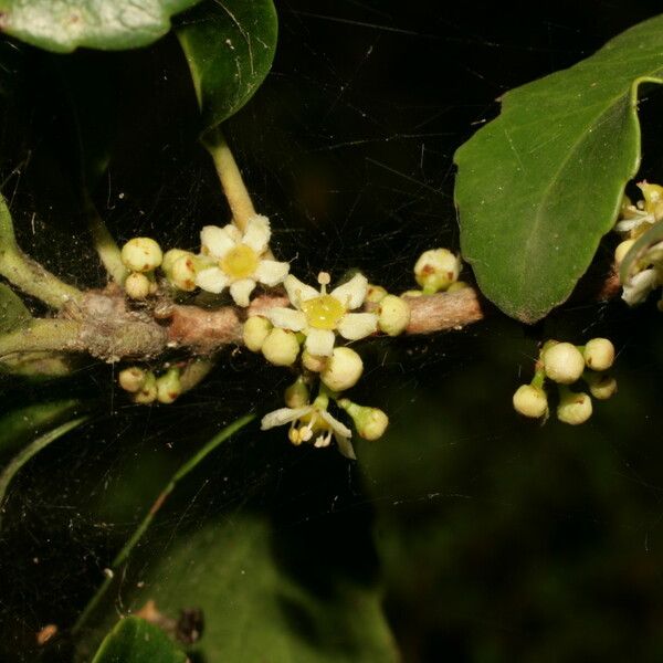 Maytenus canariensis Annet