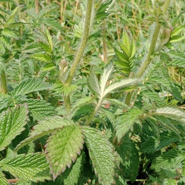 Agrimonia eupatoria পাতা