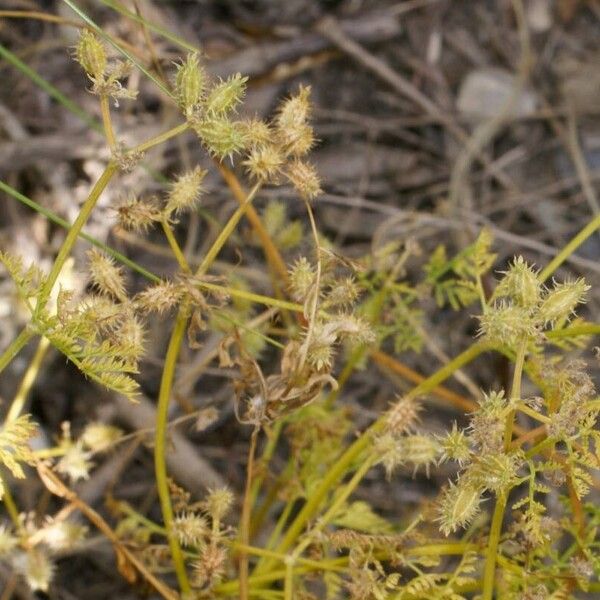 Caucalis platycarpos Flower