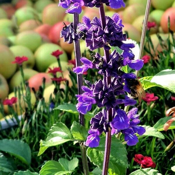 Salvia farinacea Flower