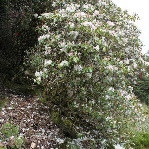 Rhododendron aureum Habit