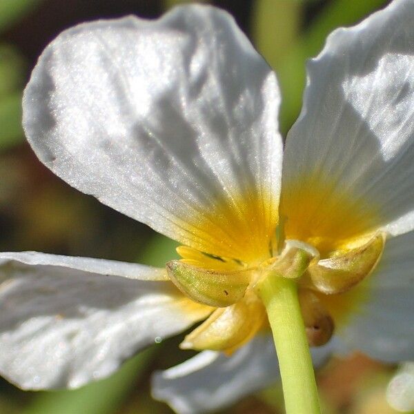 Ranunculus peltatus Flower