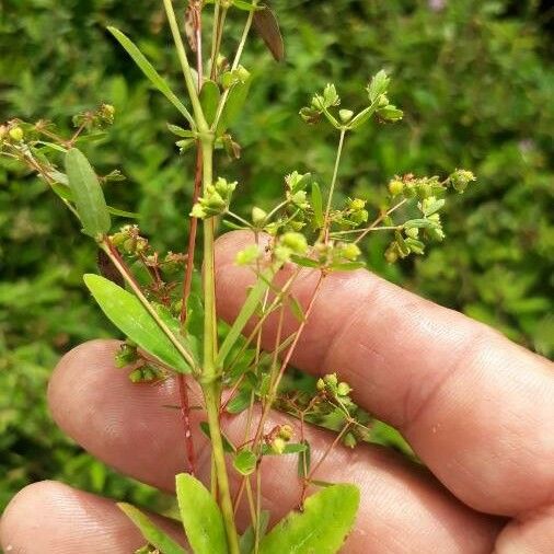 Euphorbia nutans Hoja