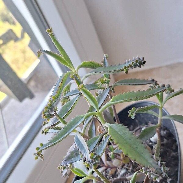 Kalanchoe serrata Leaf