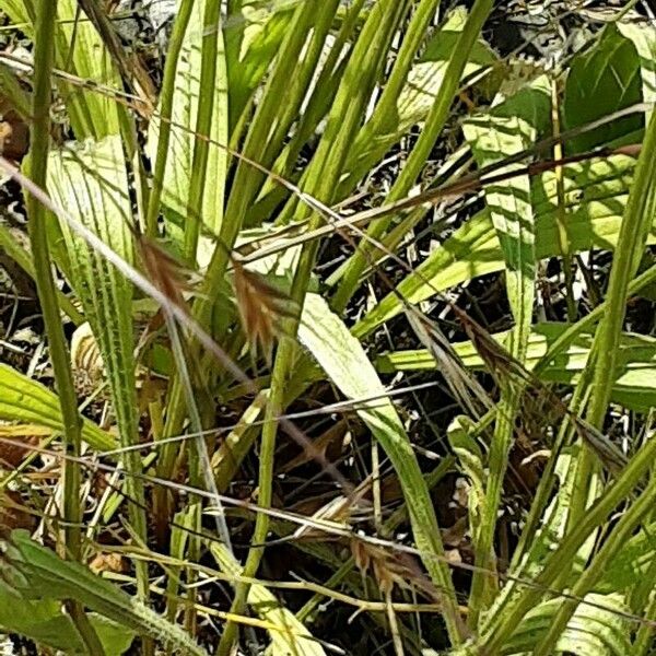 Plantago argentea Blomma