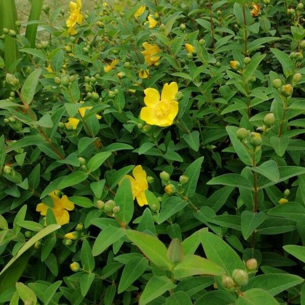 Hypericum × hidcoteense List