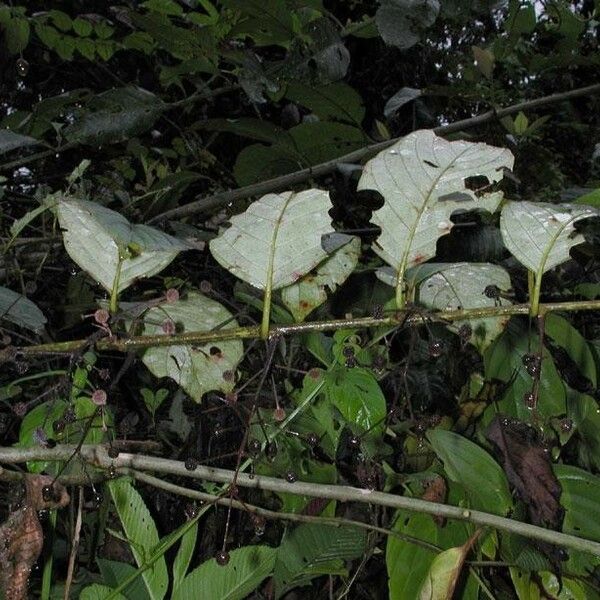 Uncaria tomentosa Habitat