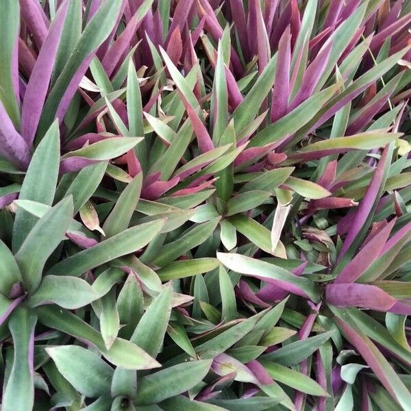 Tradescantia spathacea Leaf