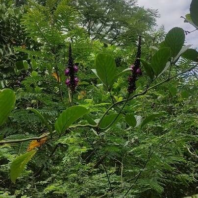 Pueraria montana Flower