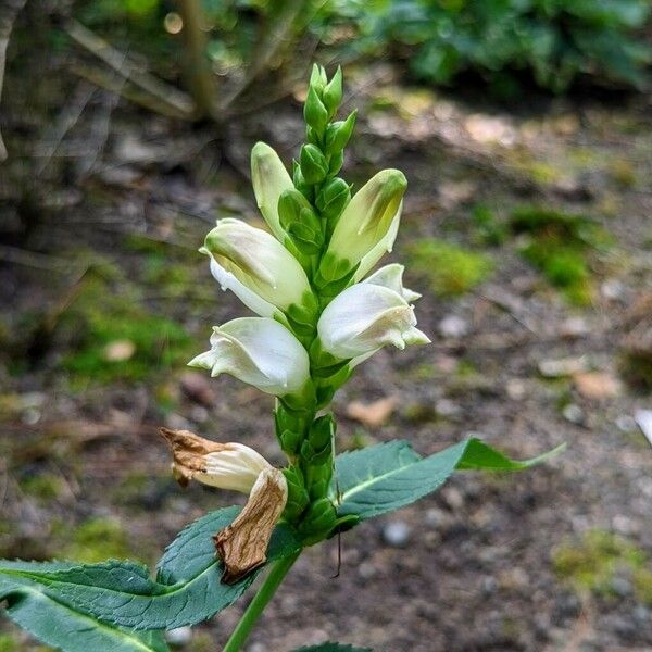 Chelone glabra 花