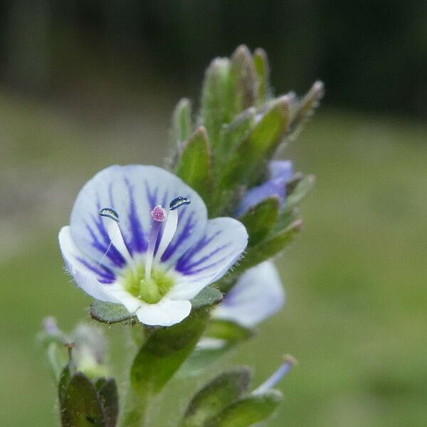 Veronica serpyllifolia Kwiat