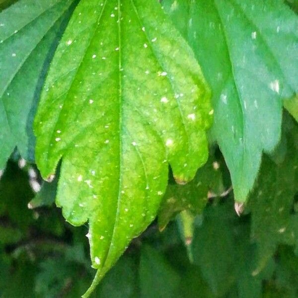 Hibiscus syriacus Leaf