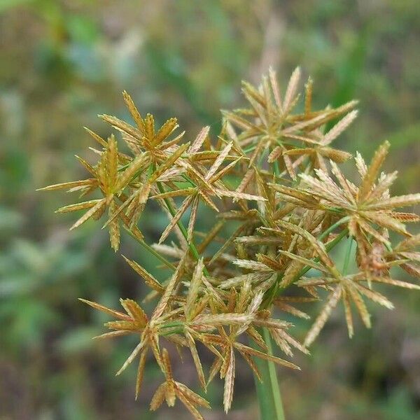 Cyperus compressus 花