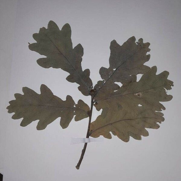 Quercus robur Leaf