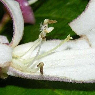 Tanaecium pyramidatum Flors