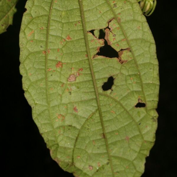 Malvaviscus arboreus Levél