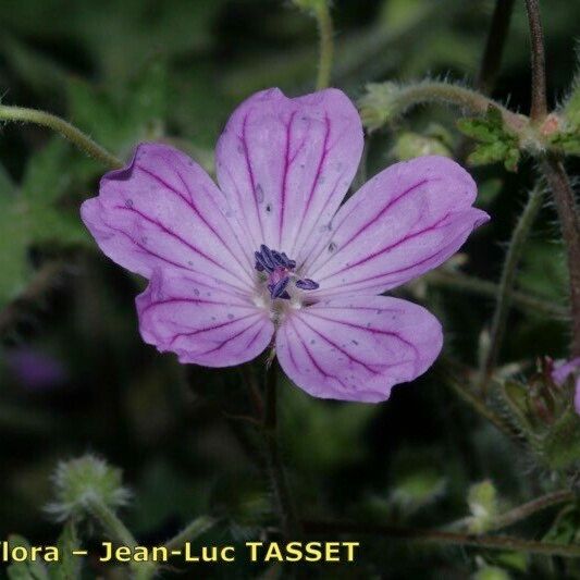 Geranium asphodeloides Blüte