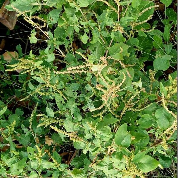 Amaranthus viridis Habitus