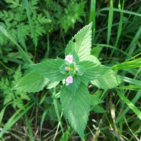 Galeopsis bifida 花