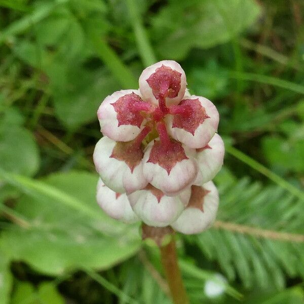 Pyrola minor Flor