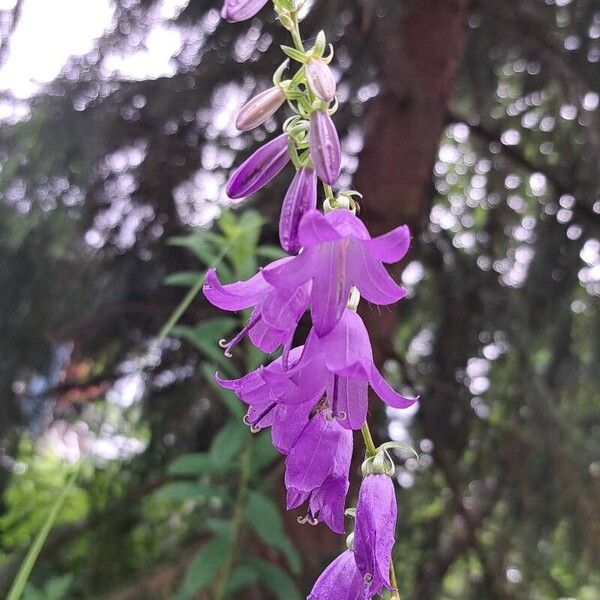 Campanula rapunculoides Кветка