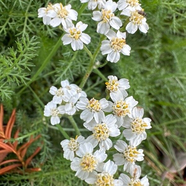 Achillea erba-rotta Λουλούδι