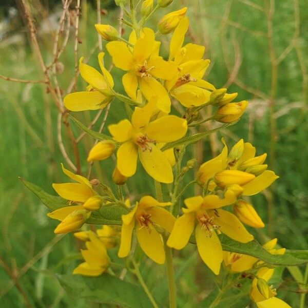 Lysimachia vulgaris Fiore