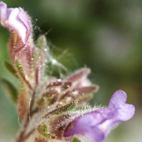 Chaenorhinum origanifolium Blomma