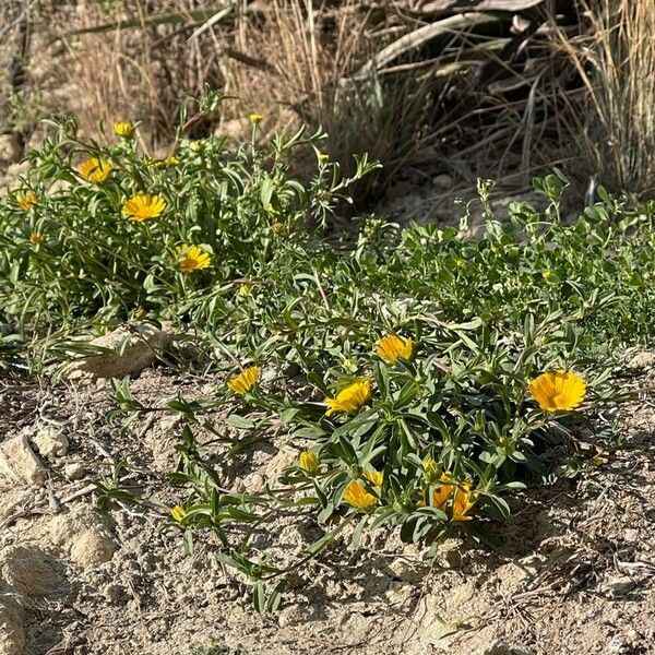 Pallenis maritima Lorea