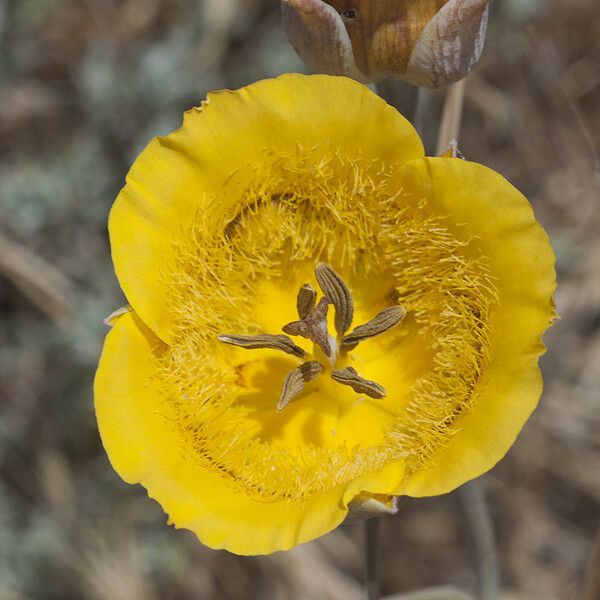 Calochortus clavatus Flower