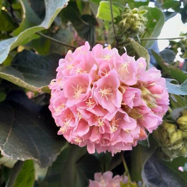 Dombeya wallichii 花