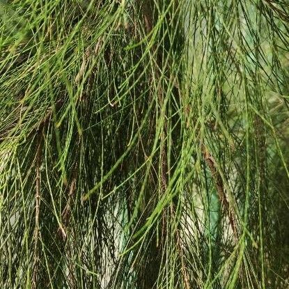 Casuarina glauca Folha