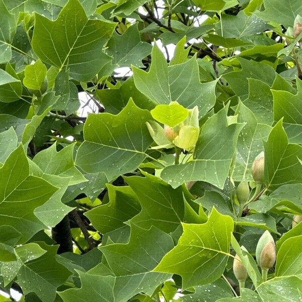 Liriodendron tulipifera Leaf