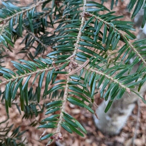 Abies balsamea Flower