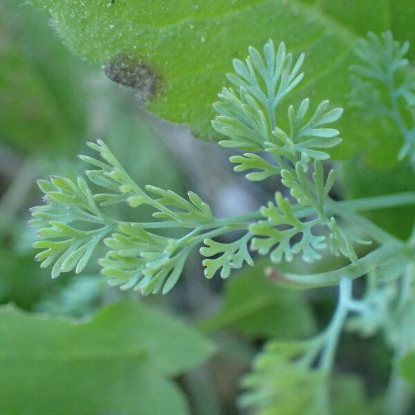 Fumaria parviflora Foglia