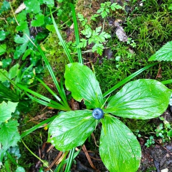 Paris quadrifolia Листок