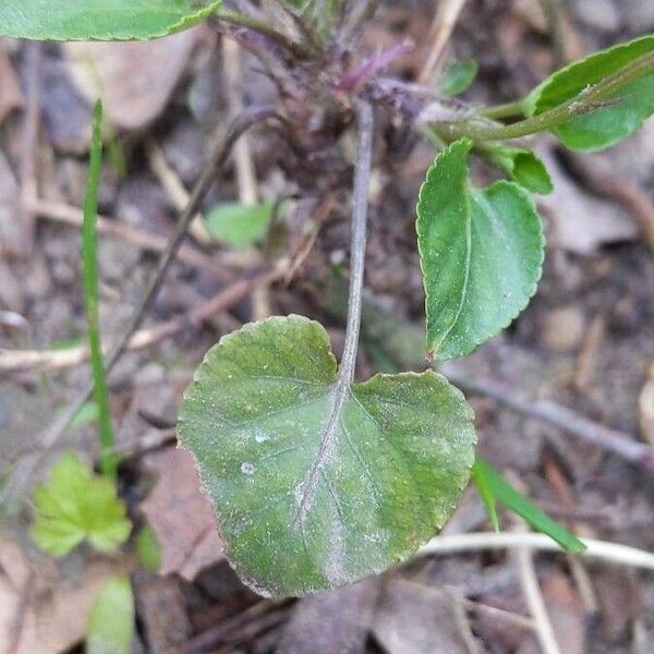 Viola reichenbachiana Hoja