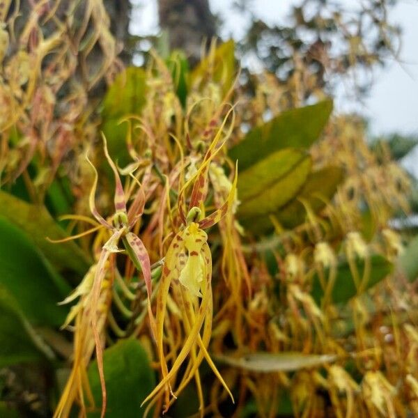 Brassia caudata 花