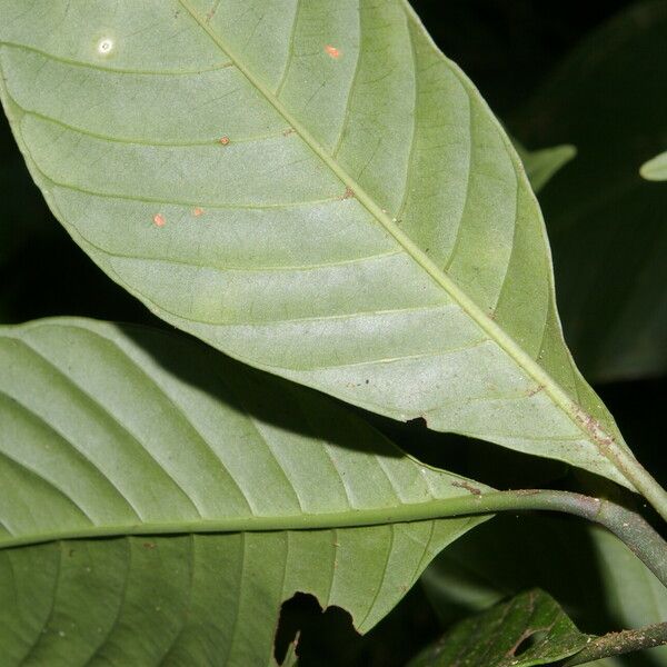 Psychotria panamensis Leaf