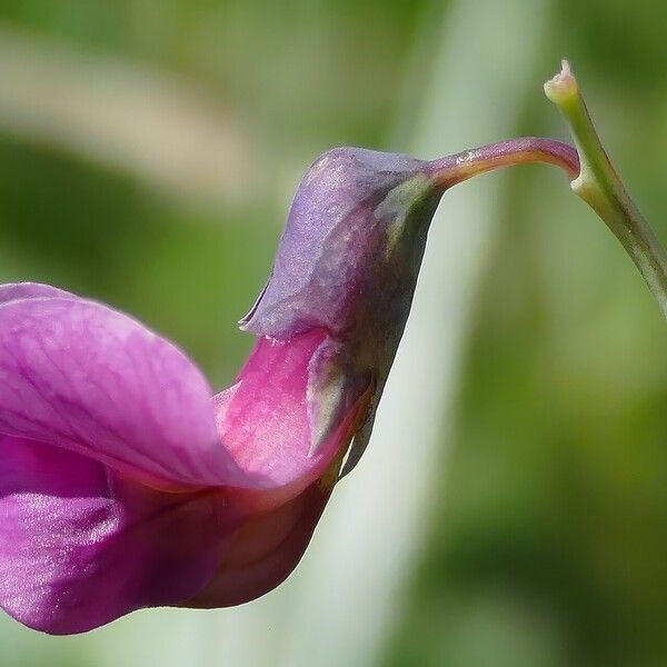 Lathyrus linifolius ᱵᱟᱦᱟ