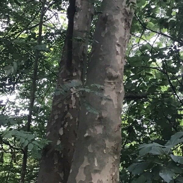 Platanus occidentalis Bark