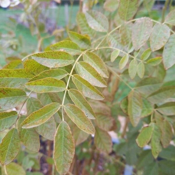 Glycyrrhiza glabra Blad