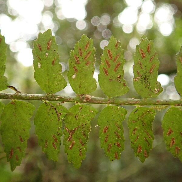 Asplenium barteri Лист