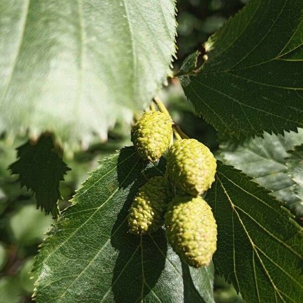 Alnus incana Фрукт