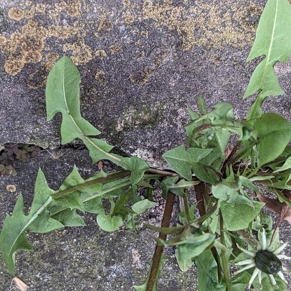 Taraxacum sect. Taraxacum Leaf